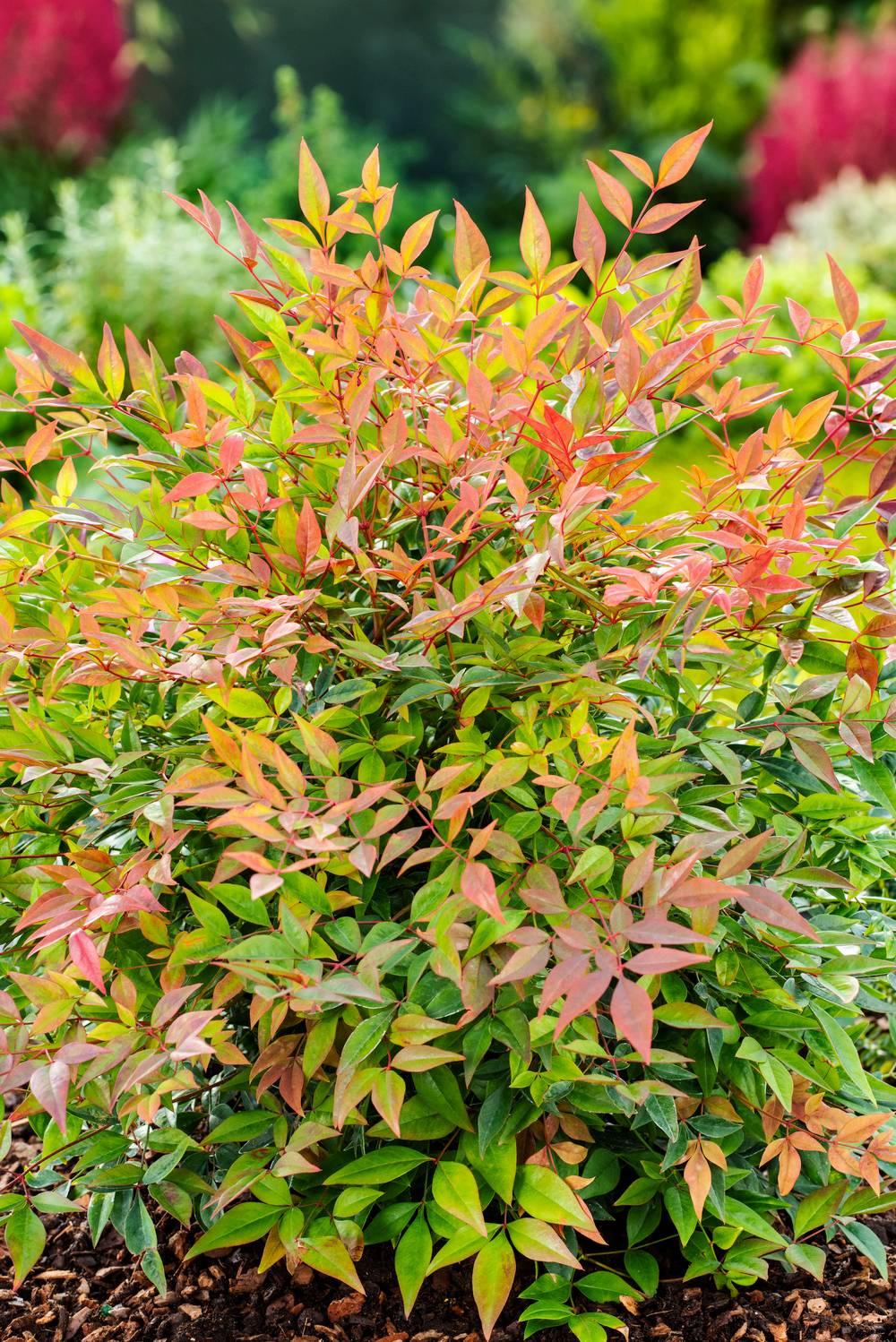 Nandina domestica 'Gulf Stream' - Bambou sacré
