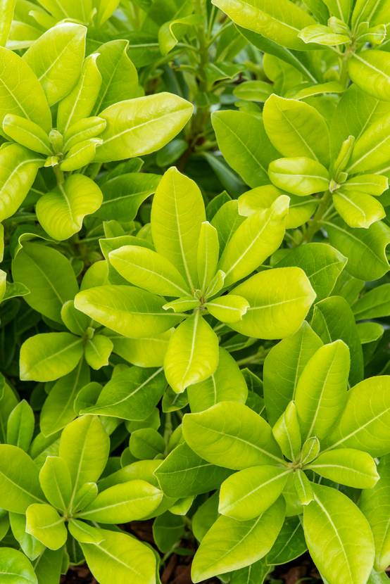 Pittosporum tobira 'Nanum'