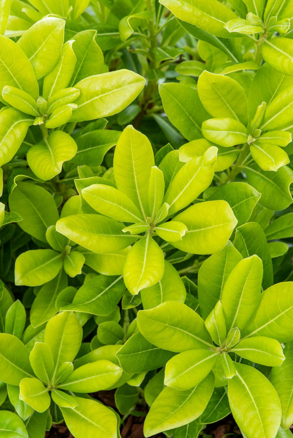 Pittosporum tobira 'Nanum'
