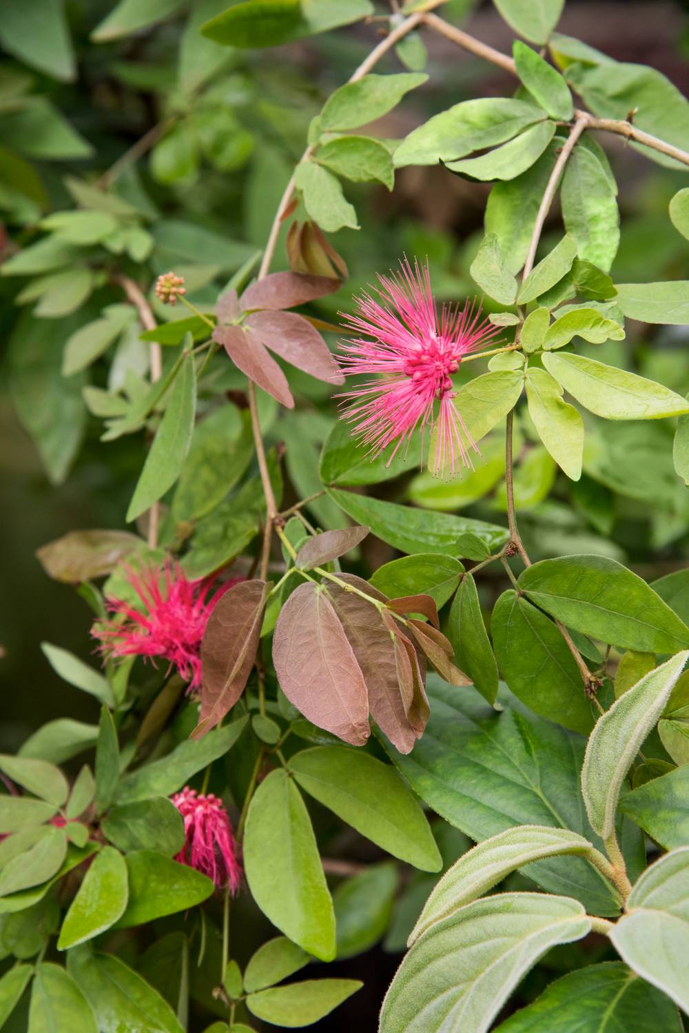 Calliandra Dixie Pink