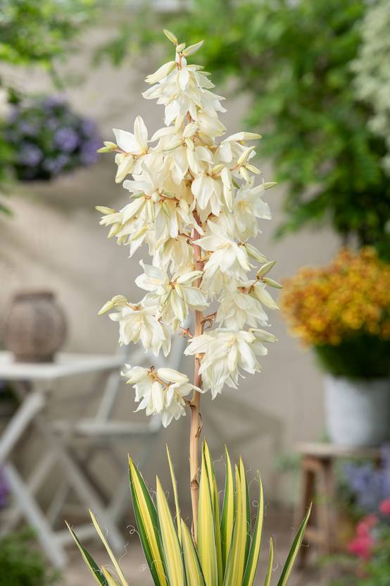 Yucca filamentosa 'Color Guard'