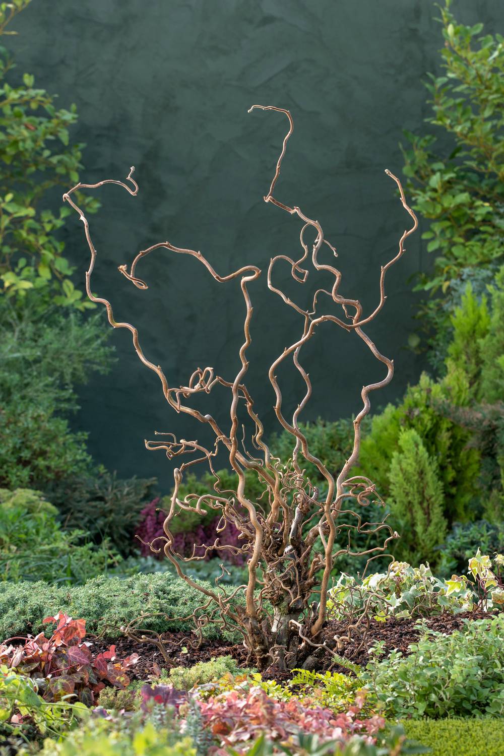 Corylus avellana 'Contorta' - Noisetier tortueux