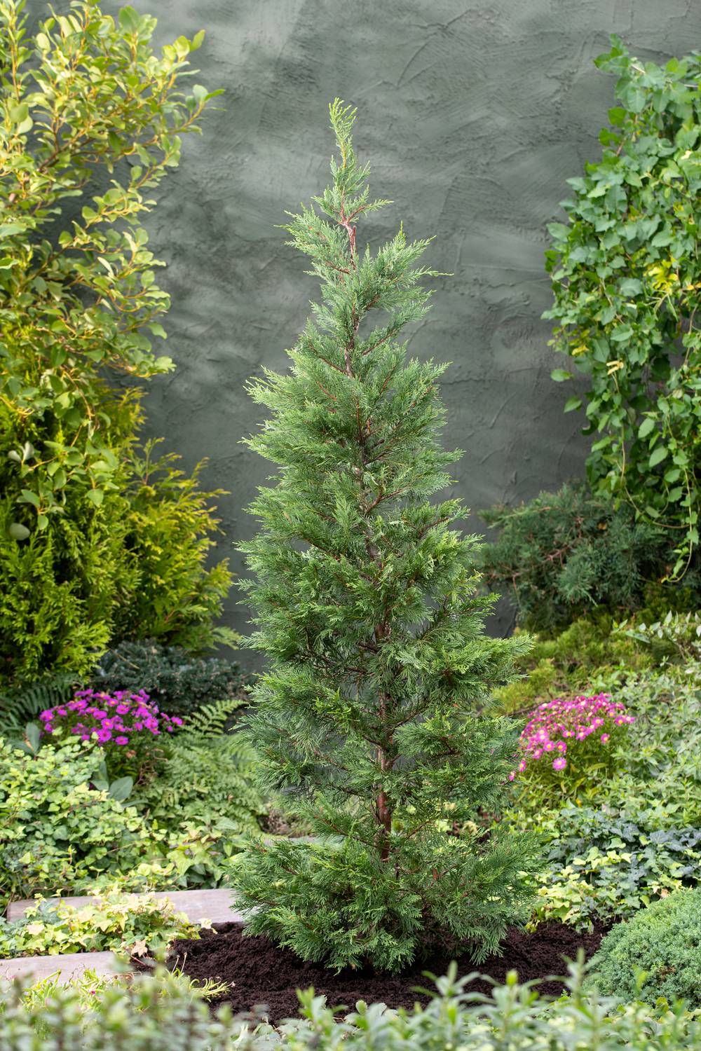 Cupressocyparis leylandii - Cyprès de leyland