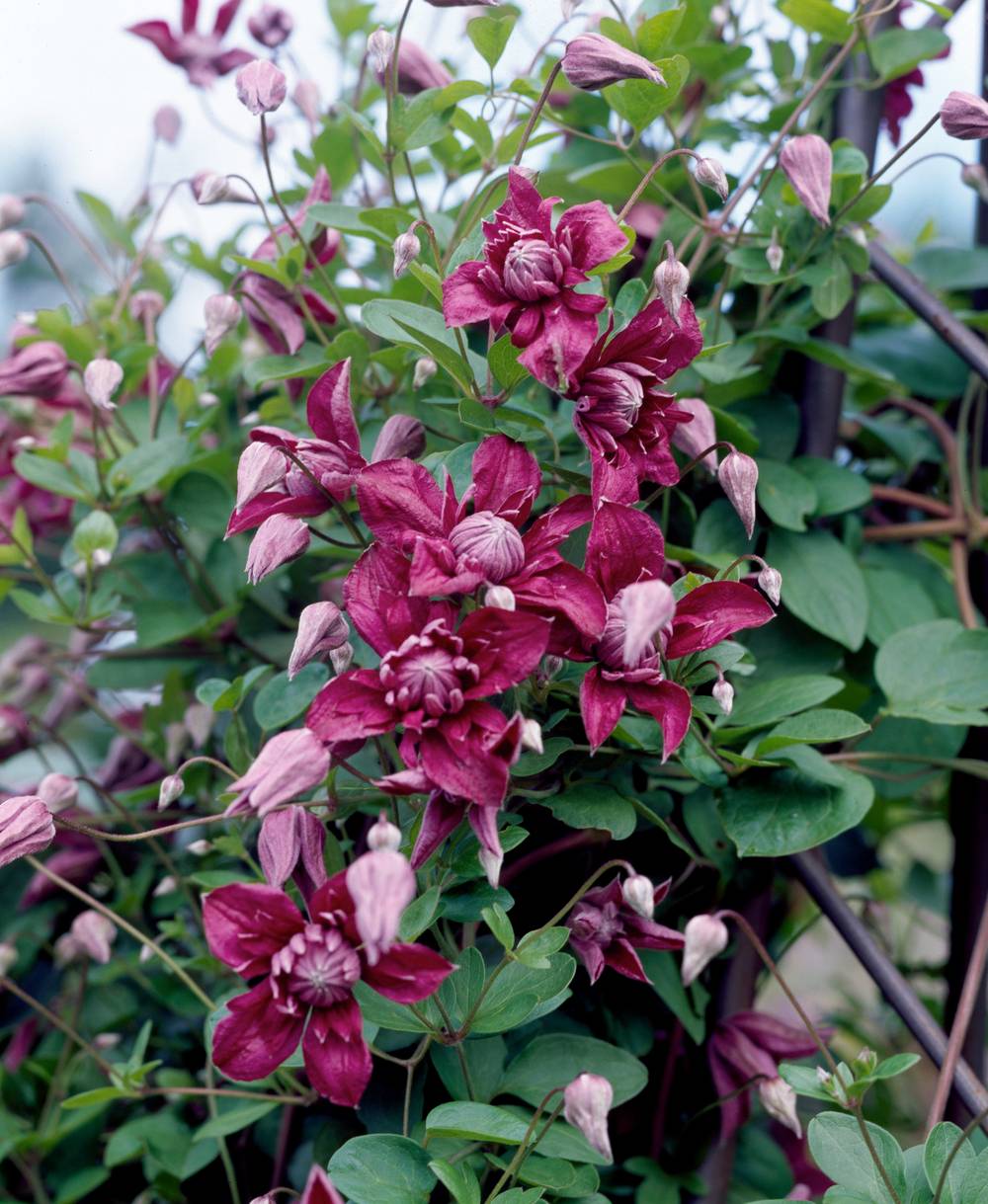 Clématite 'Purpurea Plena Elegans' - Clematis