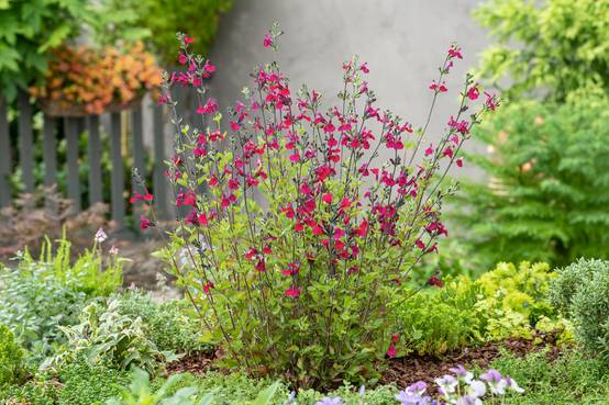 Salvia greggii 'Mirage Cherry Red' - Théma: fleurs de saison - Sauge arbustive