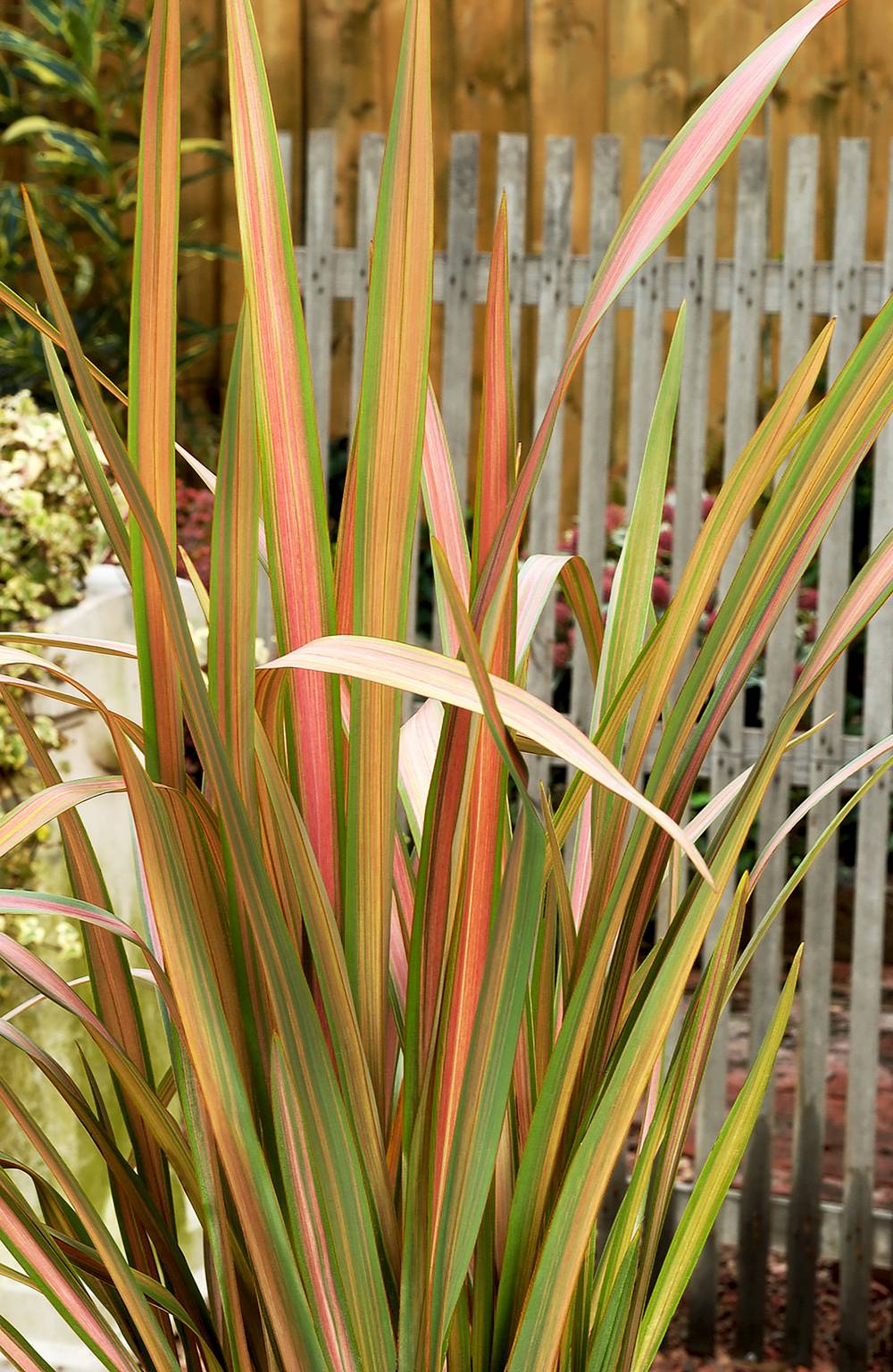 Phormium 'Jester' - Lin de Nouvelle-Zélande