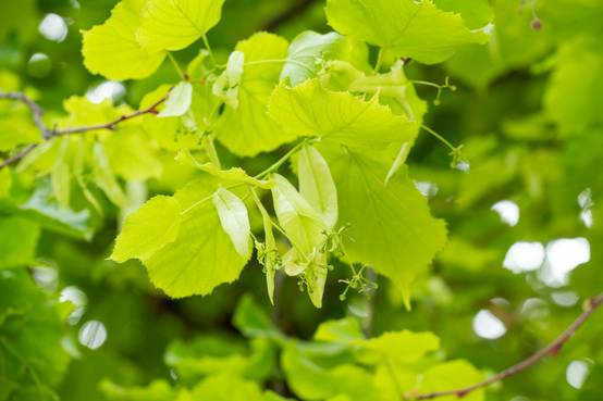 Tilia platyphyllos - Tilleul à grandes feuilles