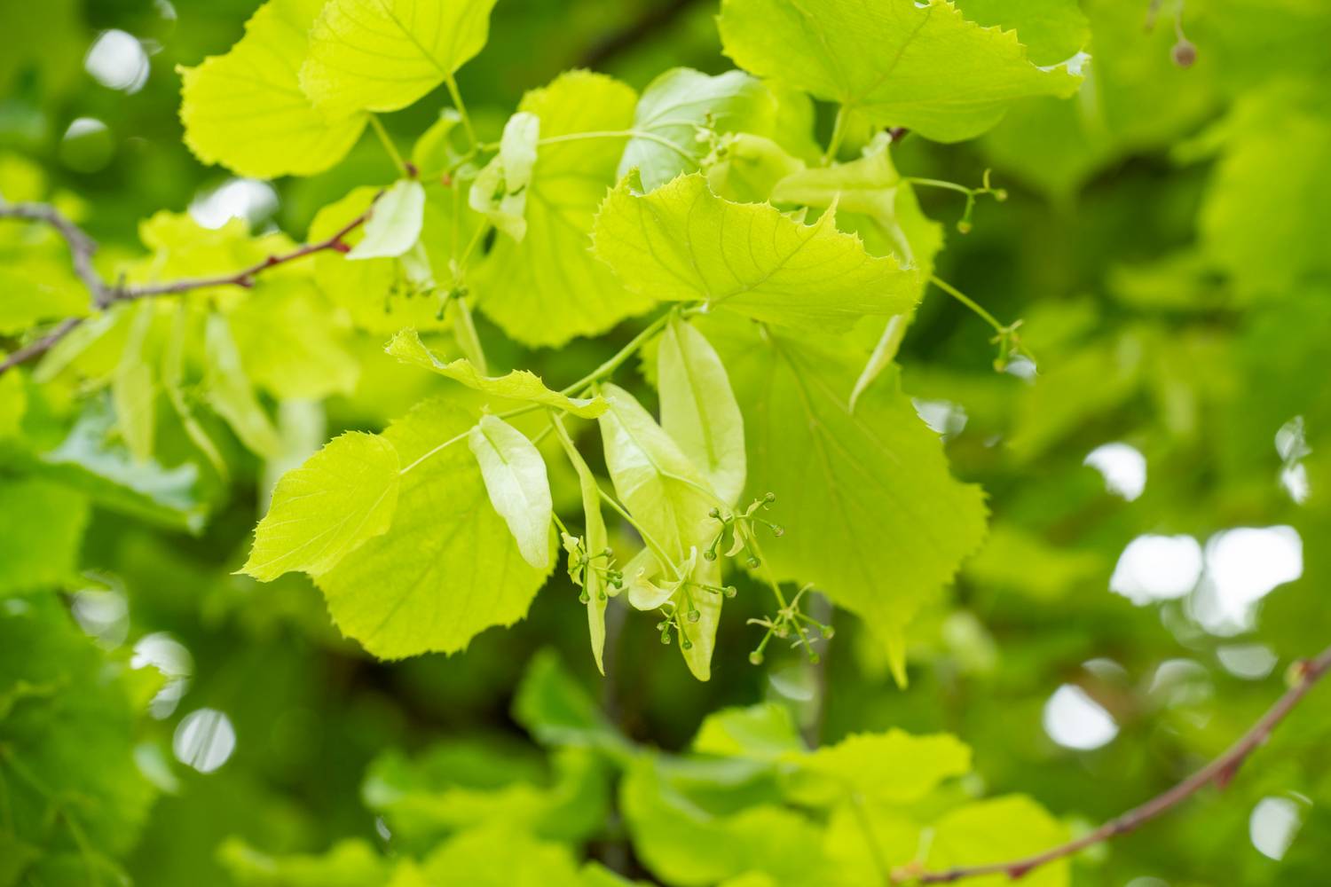 Tilia platyphyllos - Tilleul à grandes feuilles