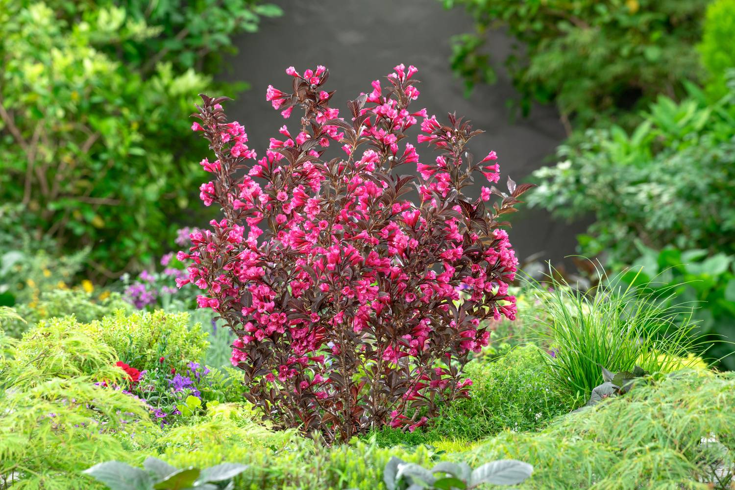 Weigela florida 'Alexandra'®