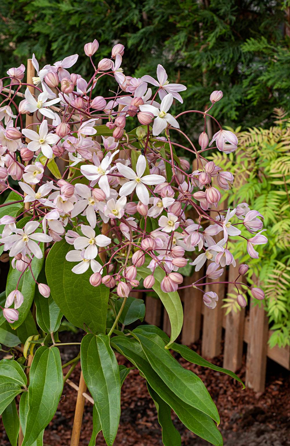 Clématite armandii 'Apple Blossom'