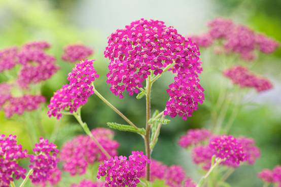 Achillea millefolium 'Cerise Queen' - ECLOZ - Achillée