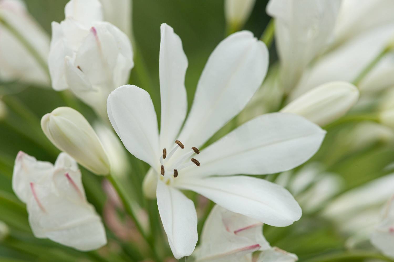 Agapanthus 'Arctic Star' - Agapanthe