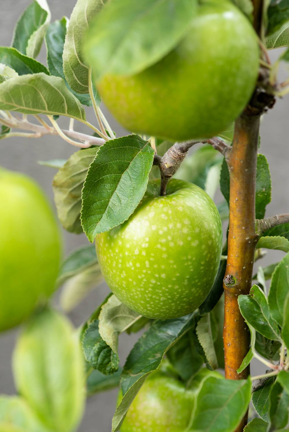 POMMIER 'Granny Smith' GOB C10L
