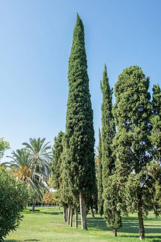 Cupressus sempervirens 'Stricta' - Cyprès d'Italie