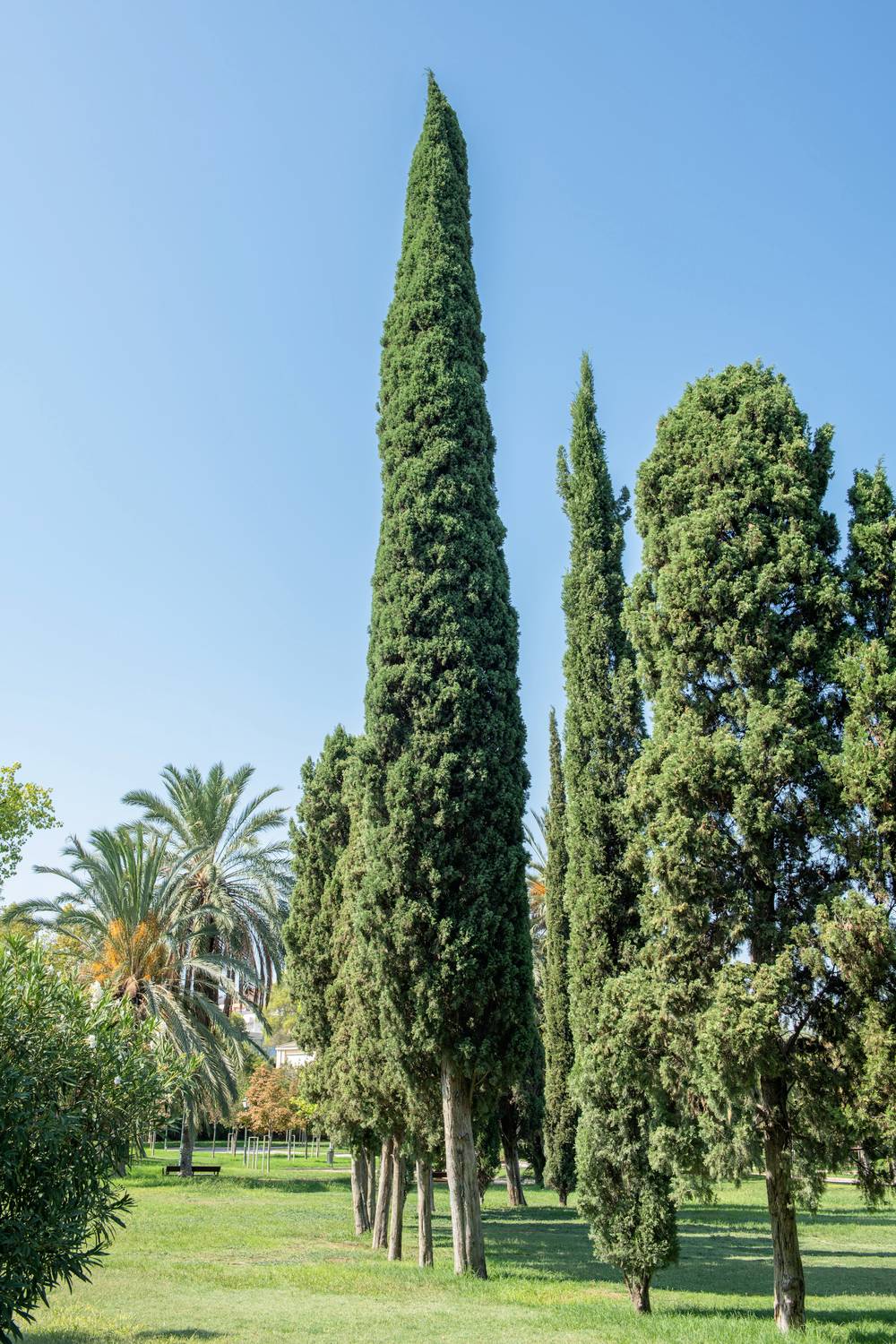 Cupressus sempervirens 'Stricta' - Cyprès d'Italie