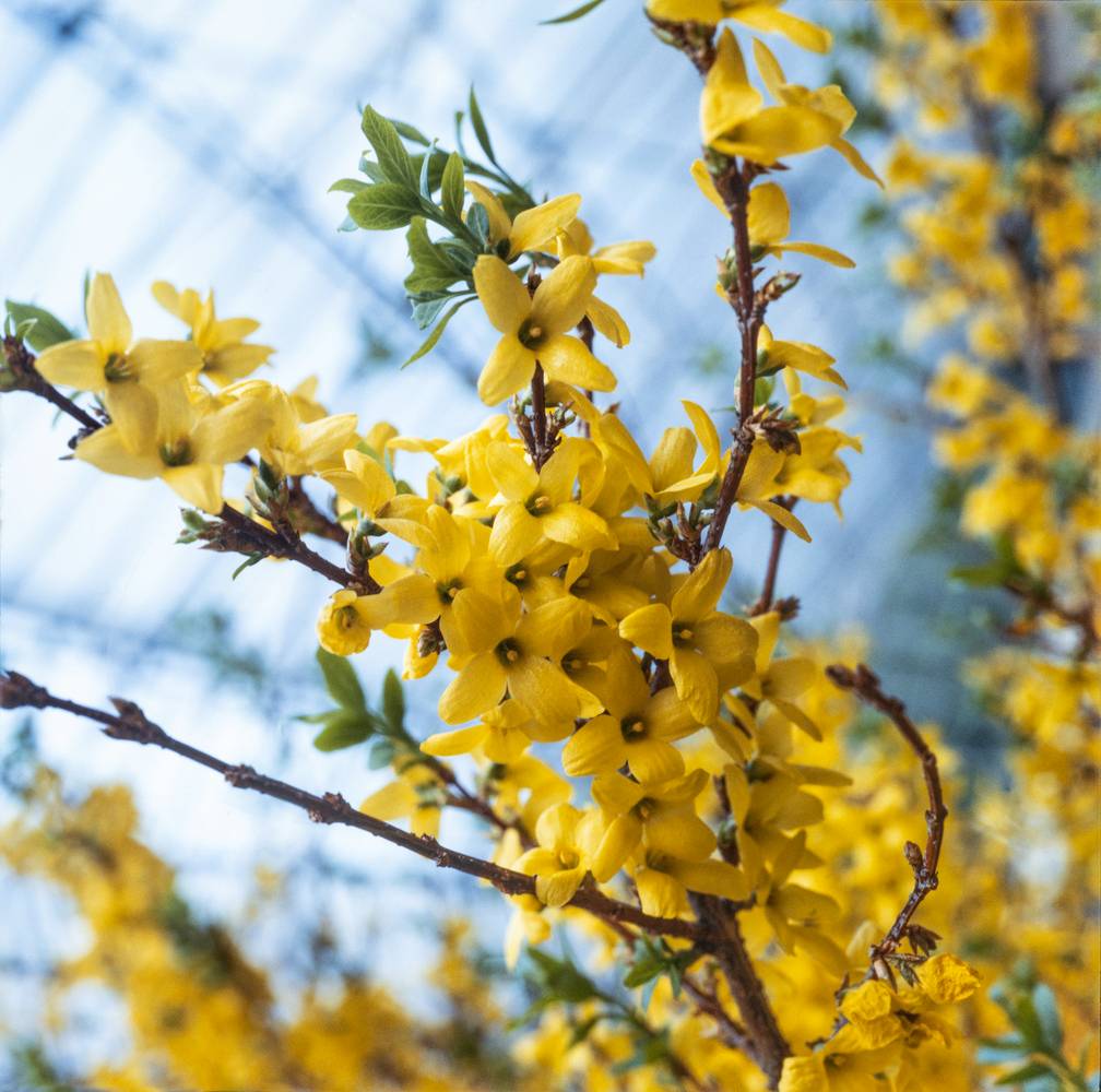 Forsythia Intermedia 'Lynwood Variety'