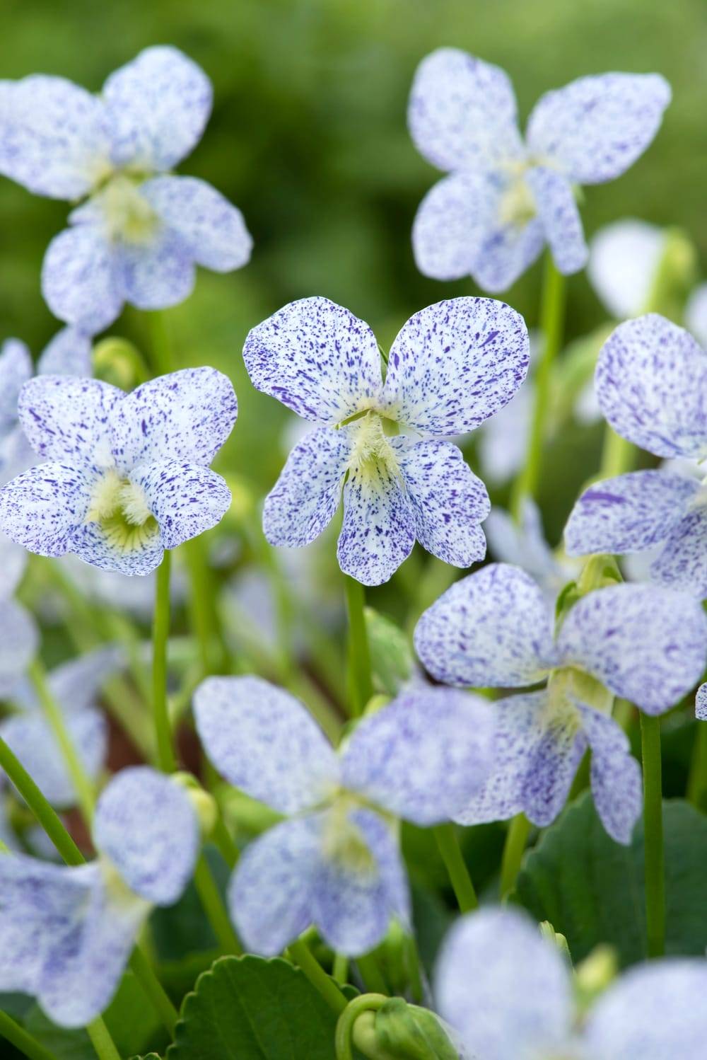 Viola sororia 'Freckles'