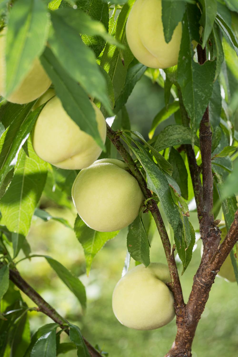 Pêcher nain 'Ice Peach'®