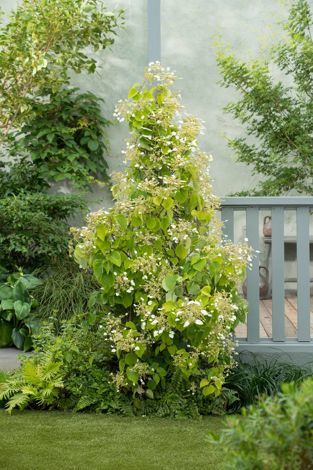 Schizophragma Hydrangeoides