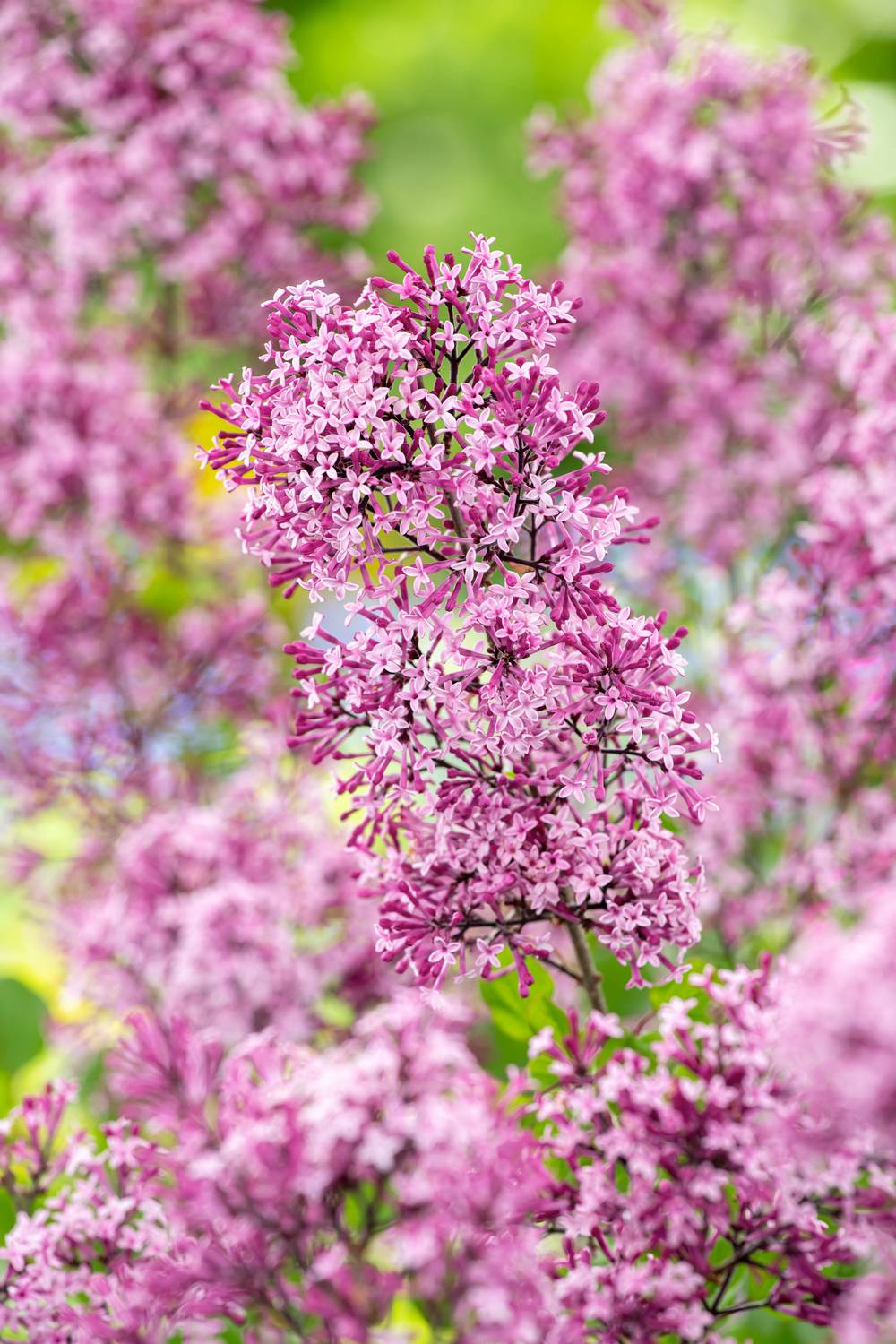 Syringa 'Red Pixie' - Lilas nain 'Red Pixie'