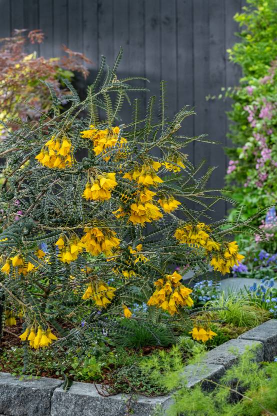 Sophora microphylla 'Sun king'