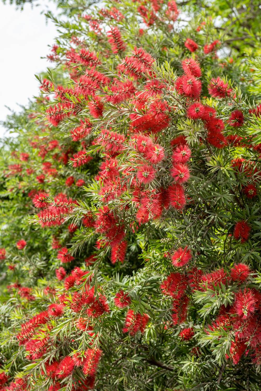 Callistemon viminalis 'Hannah Ray' - Rince-bouteille