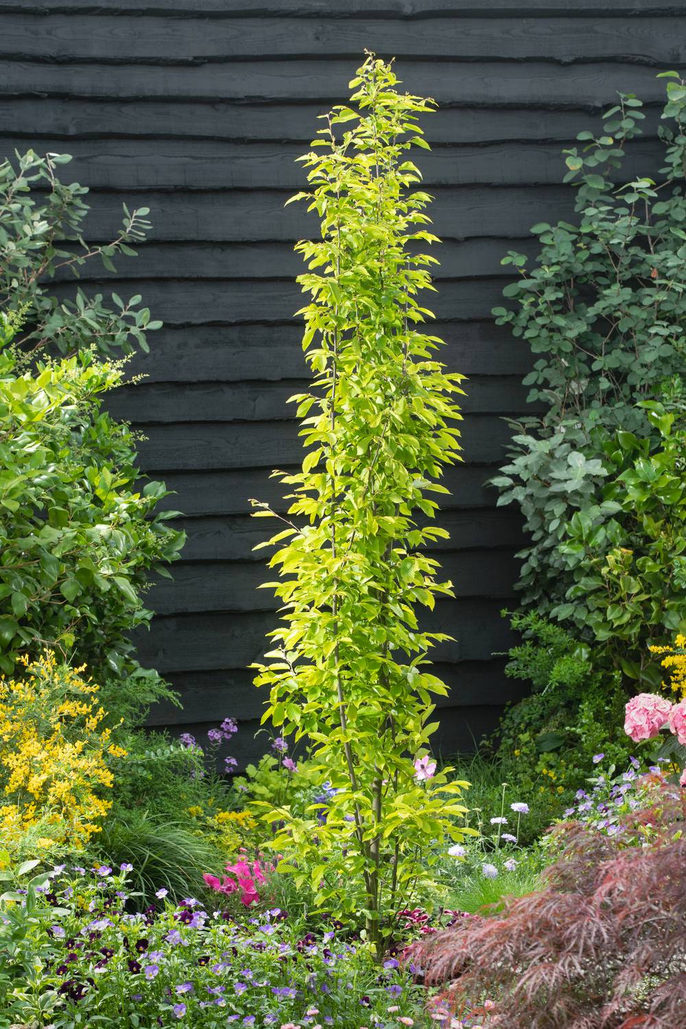 Carpinus betulus 'Fastigiata' - Charme fastigié