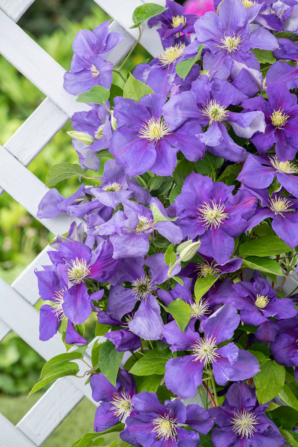 Clématite 'General Sikorski' - Clematis
