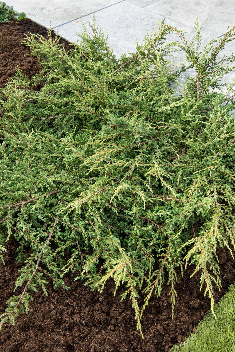 Juniperus communis 'Repanda' - Genévrier commun - Jardiland