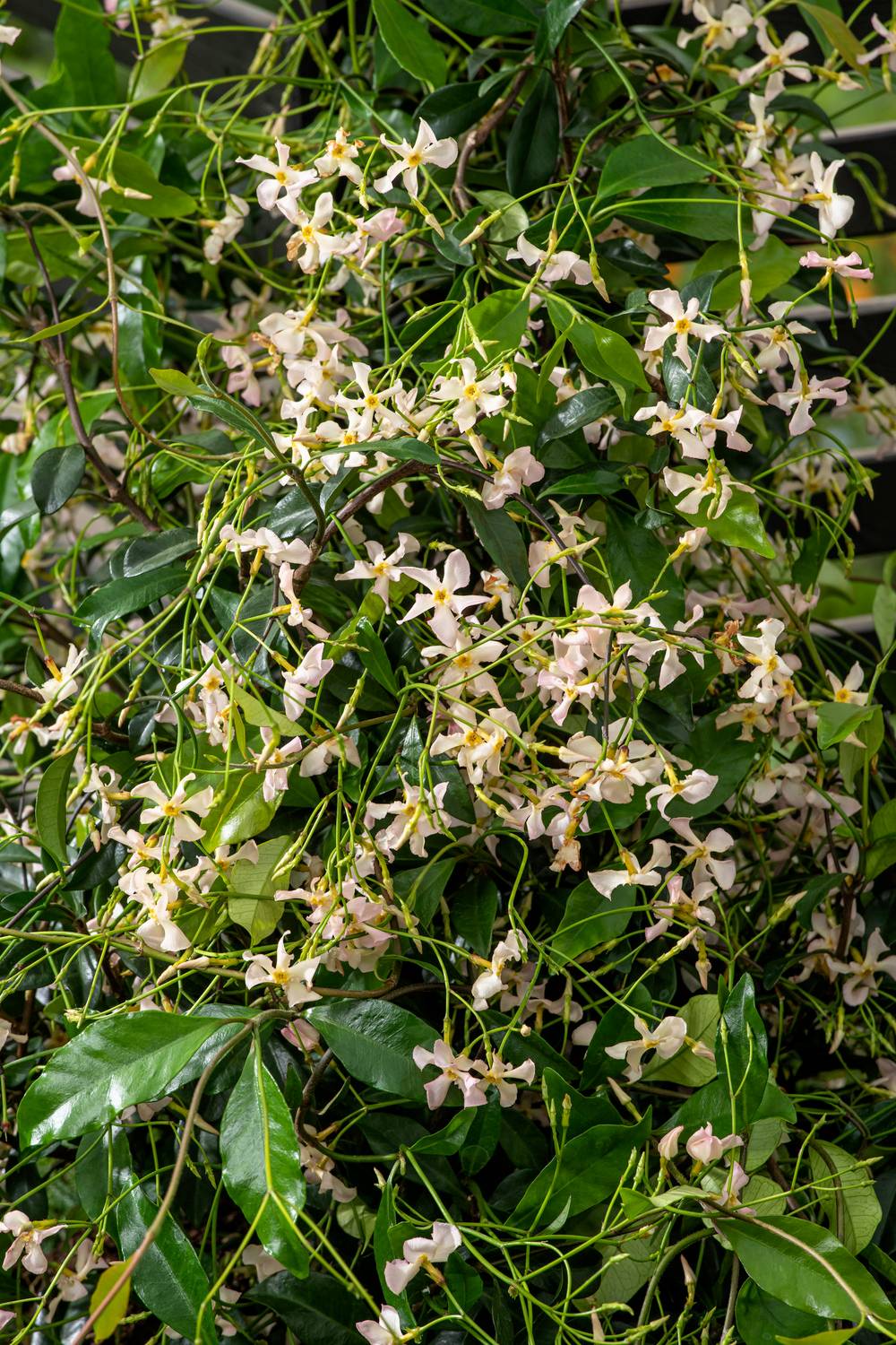 Jasmin persistant