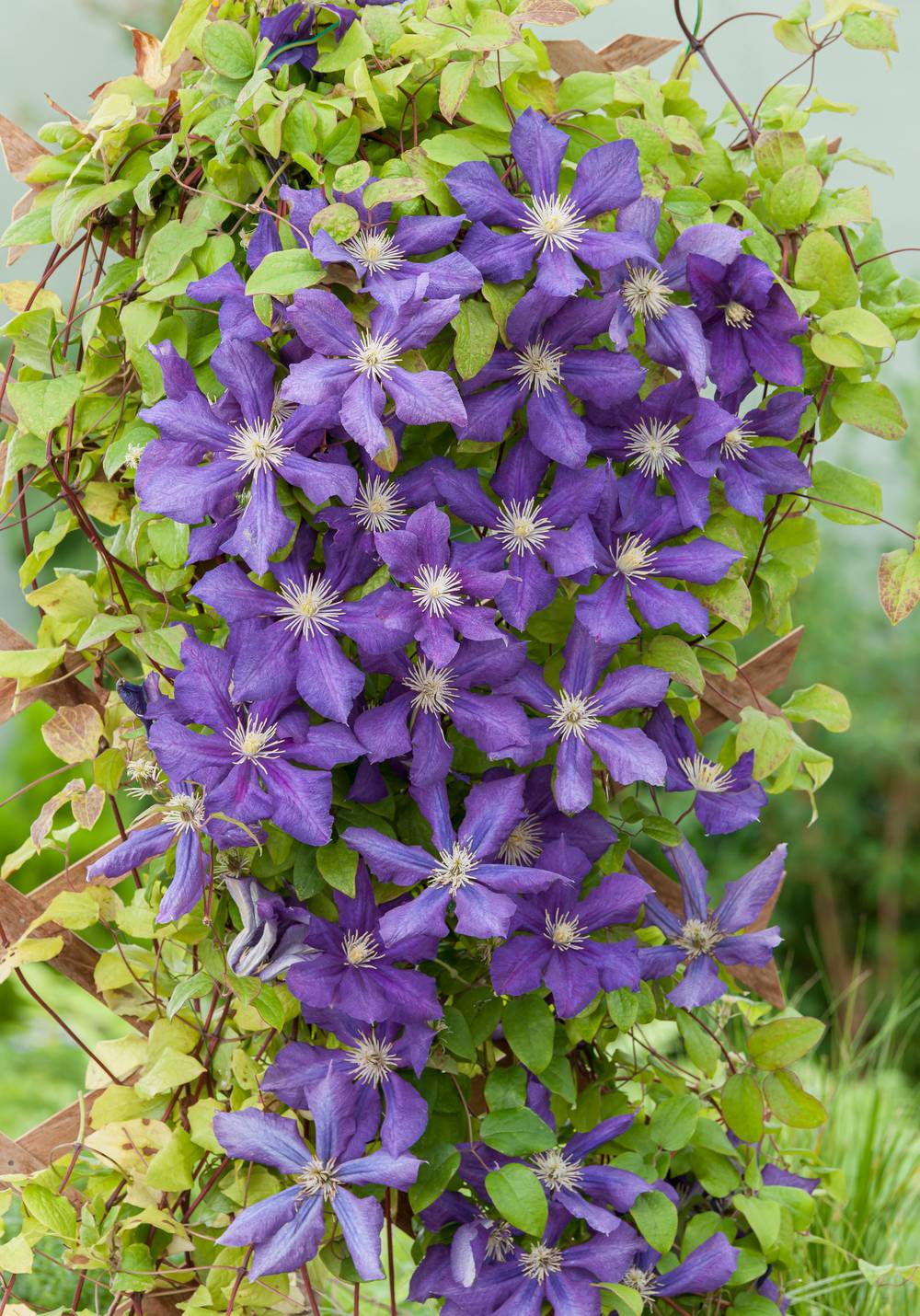 Clématite 'Luther Burbanck' - Clematis