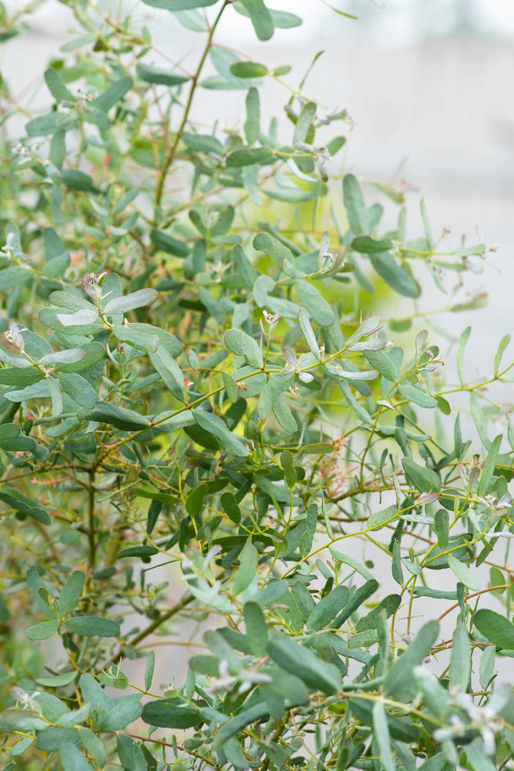 Eucalyptus gunnii 'France Bleu'