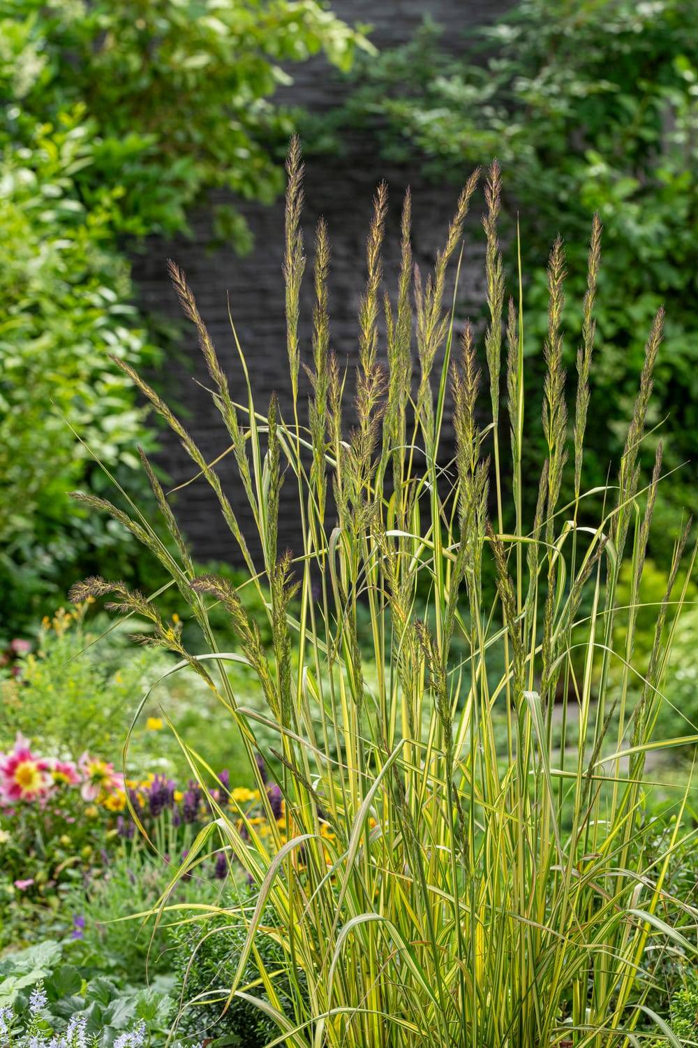 Calamagrostis acutiflora 'Overdam' - ECLOZ - Graminée Roseau des jardins