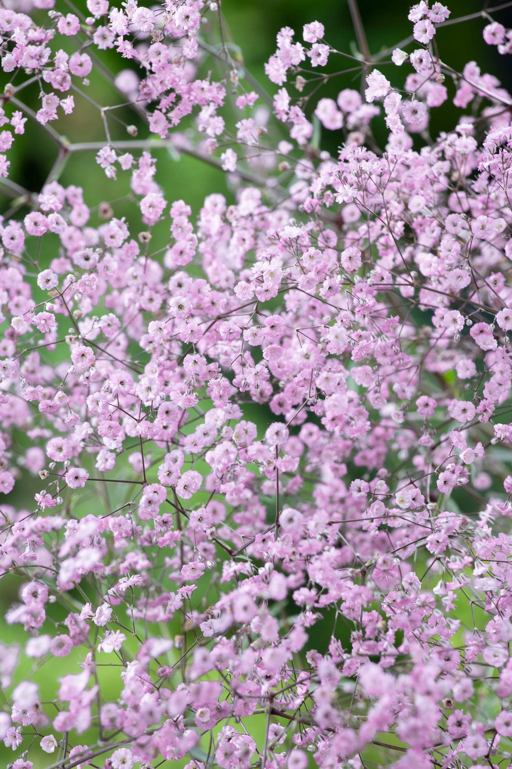 Ecloz - Gypsophila paniculata 'Festival Pink Lady'Théma: les bouquets - ECLOZ - Gypsophile bouillard