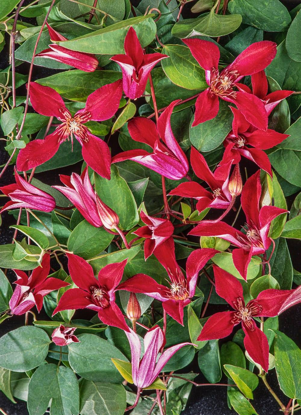 Clématite 'Gravetye Beauty' - Clematis