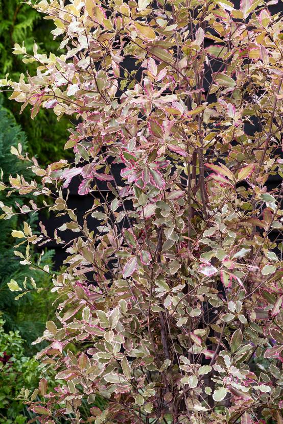 Pittosporum tenuifolium 'Elizabeth'
