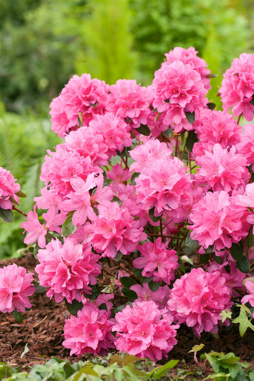 Azalea japonica 'Gilbert Mullier' - Azalée du Japon