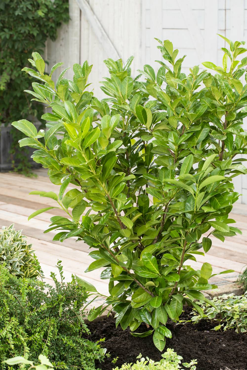 Prunus laurocerasus 'Rotundifolia' - Laurier-cerise