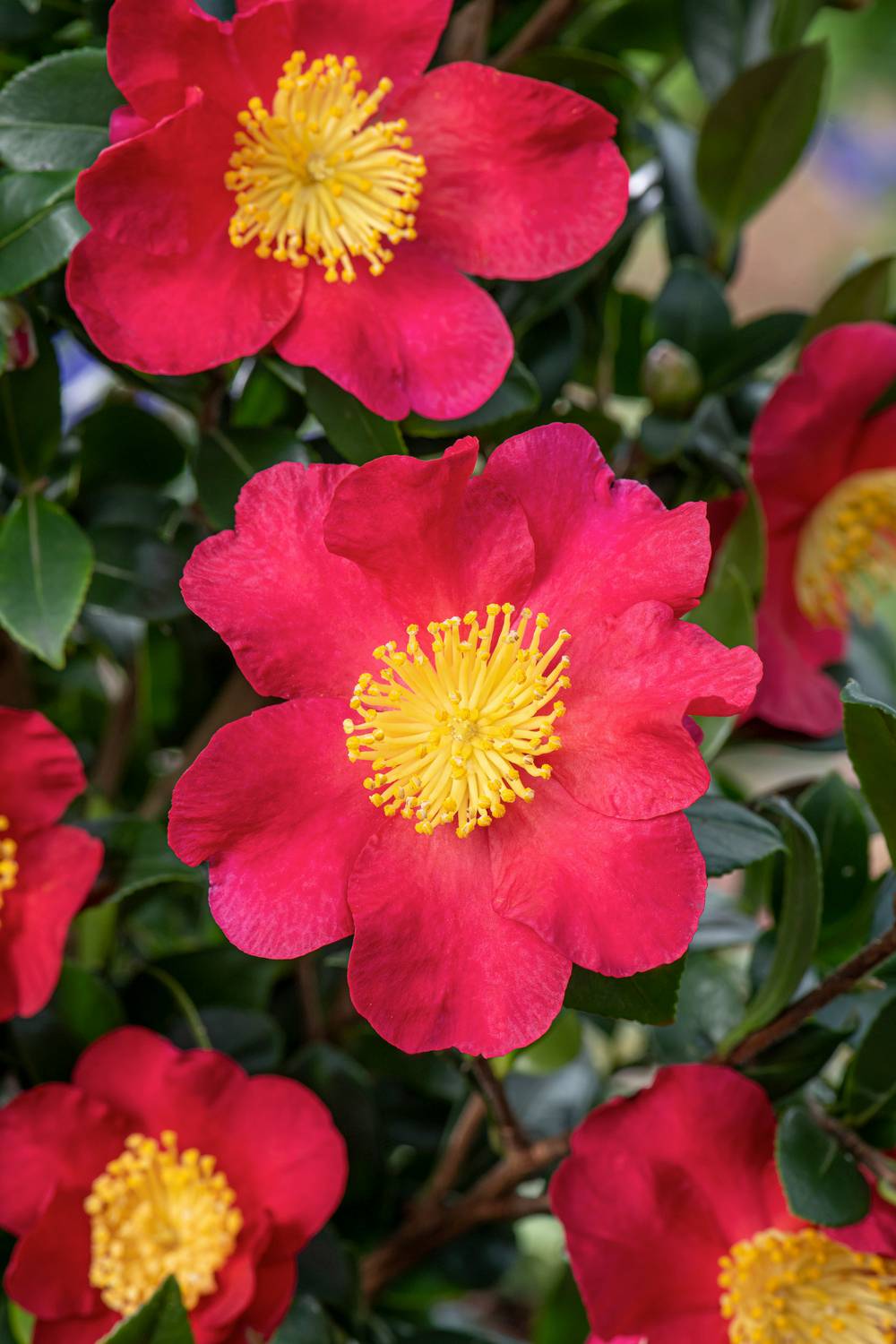 Camellia vernalis 'Yuletide' - Camélia d'automne