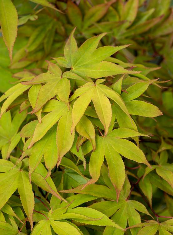 Acer palmatum 'Osakazuki' - Érable du Japon