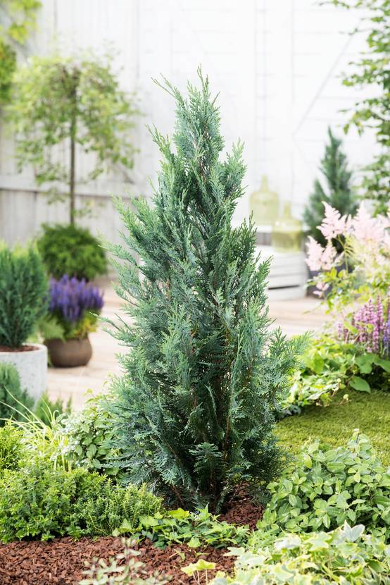 Chamaecyparis lawsoniana 'Columnaris' - Cyprès de Lawson