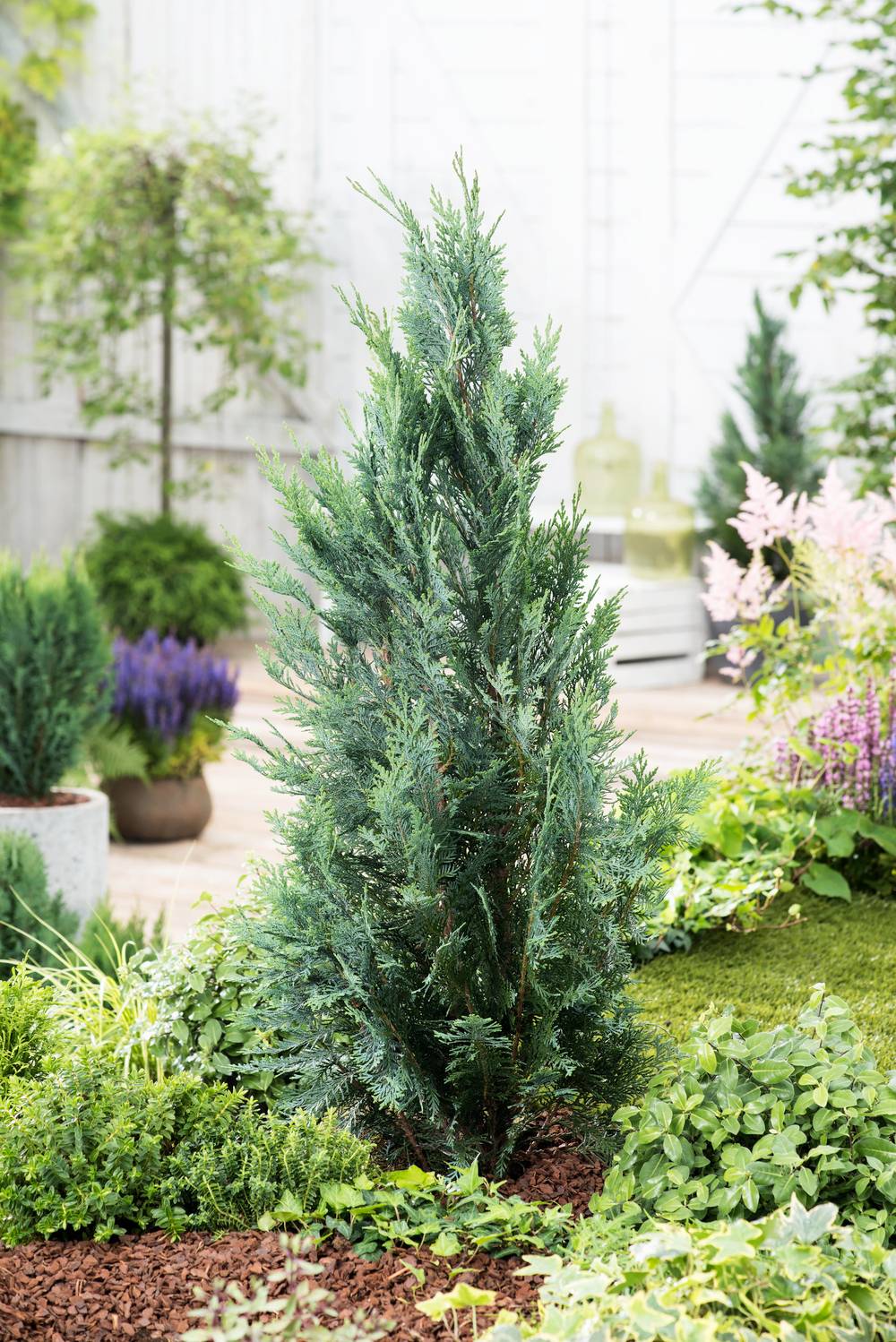 Chamaecyparis lawsoniana 'Columnaris' - Cyprès de Lawson