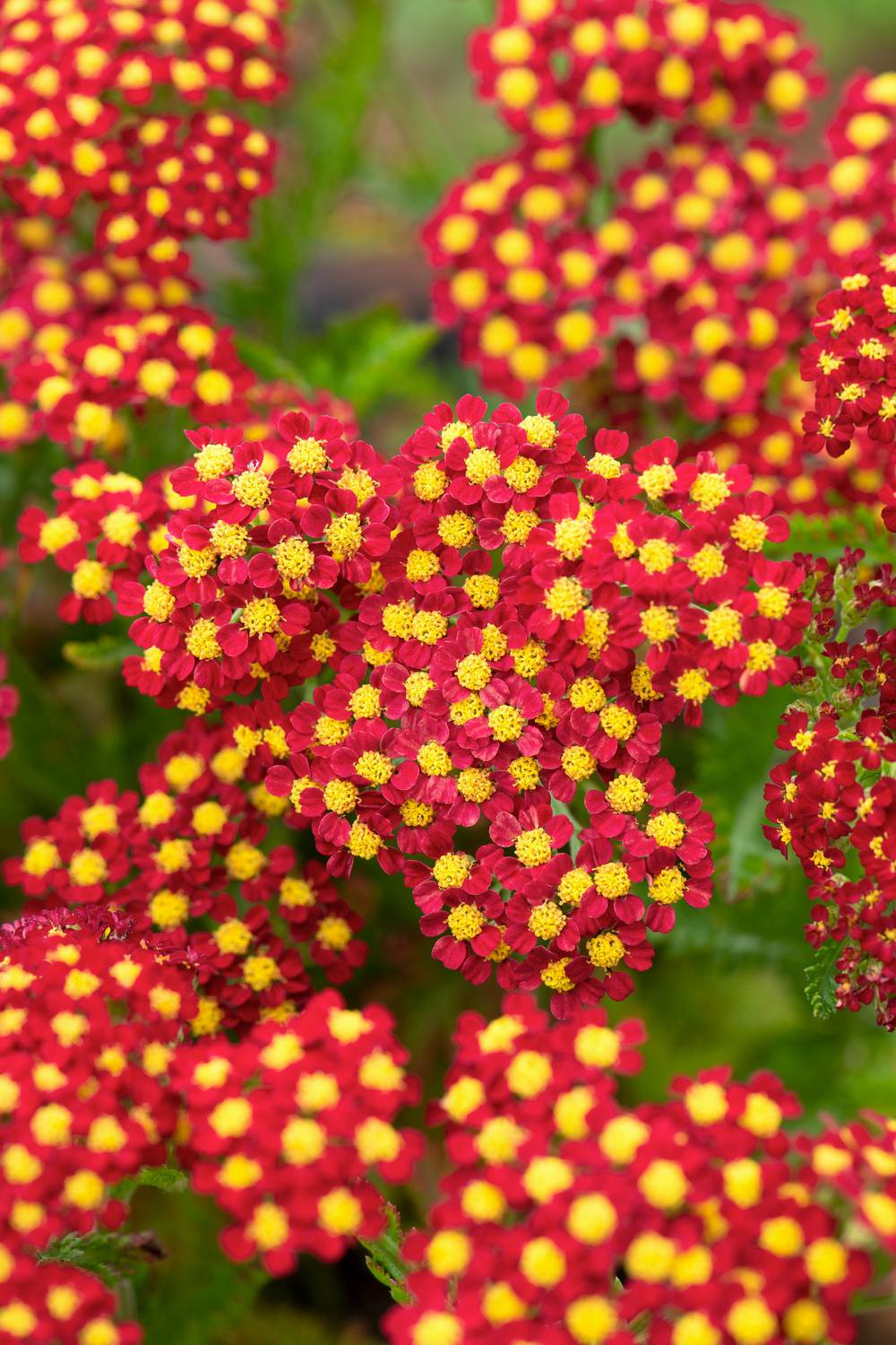 Achillea millefolium 'Milly Rocky Red' - Achillée