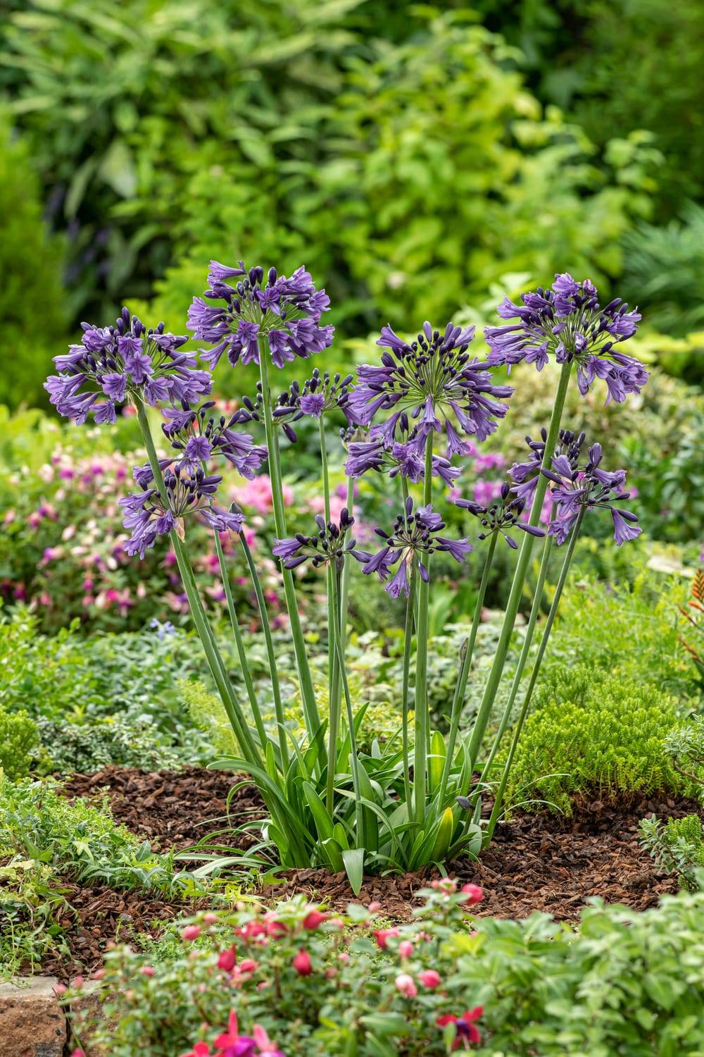 Agapanthus 'Royal Velvet' - Agapanthe