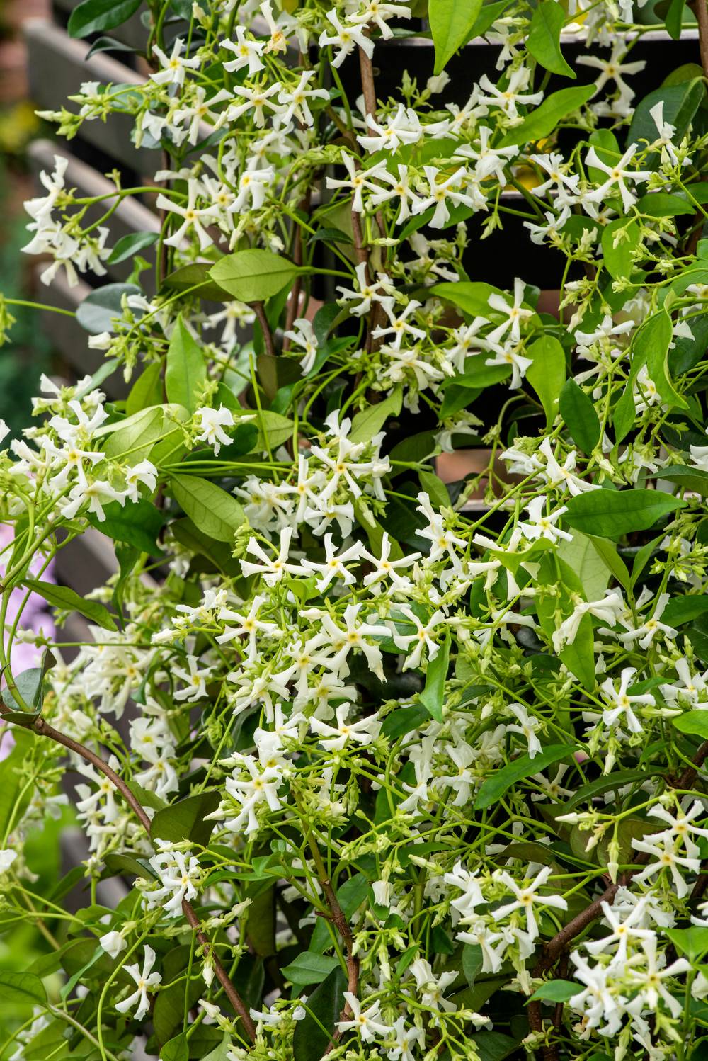Trachycarpus fortunei - Palmier de Chine