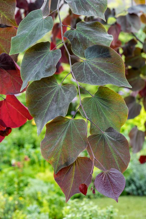 Cercis canadensis 'Forest Pansy' - Arbre de Judée