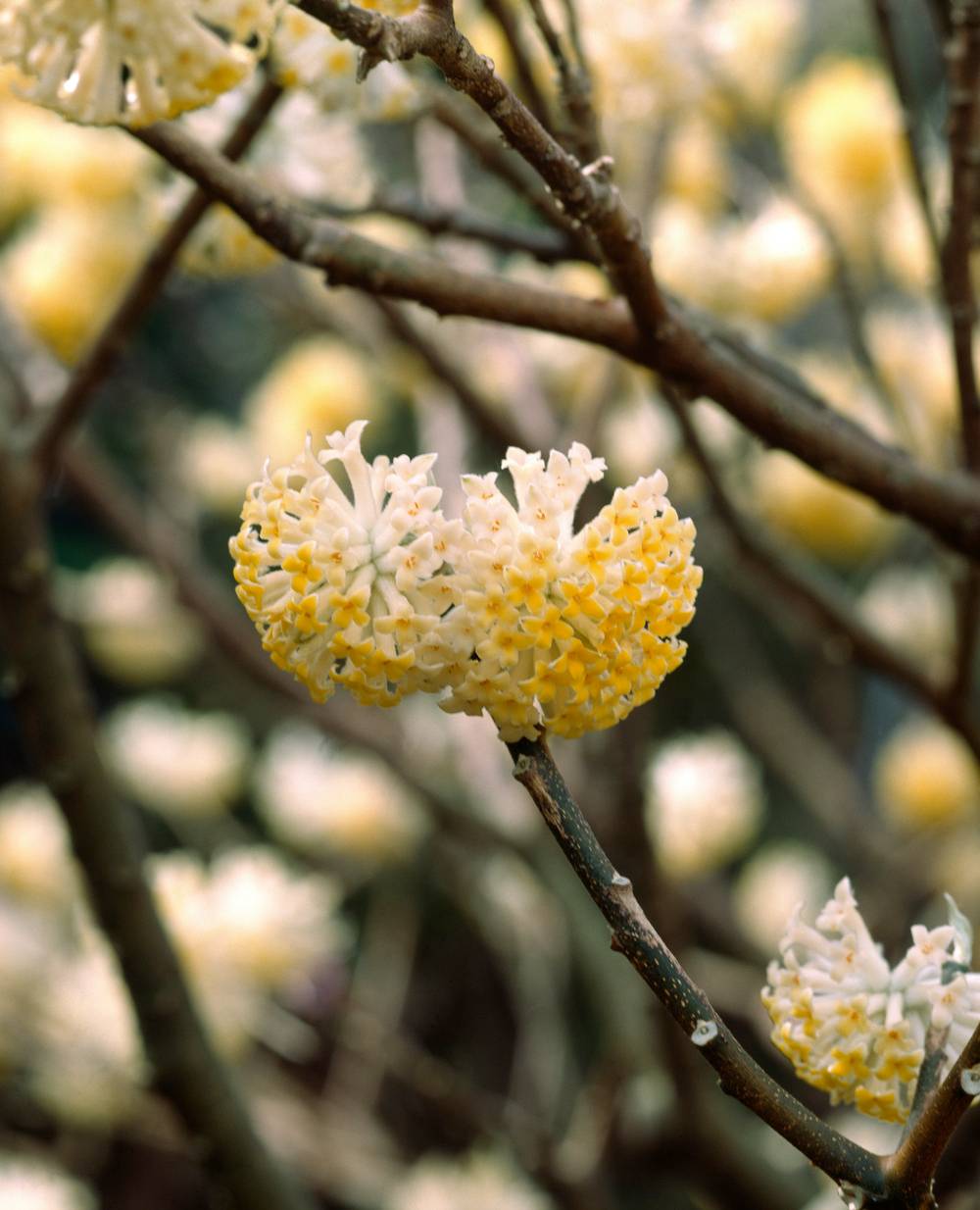 Edgeworthia chrysantha - Buisson à papier