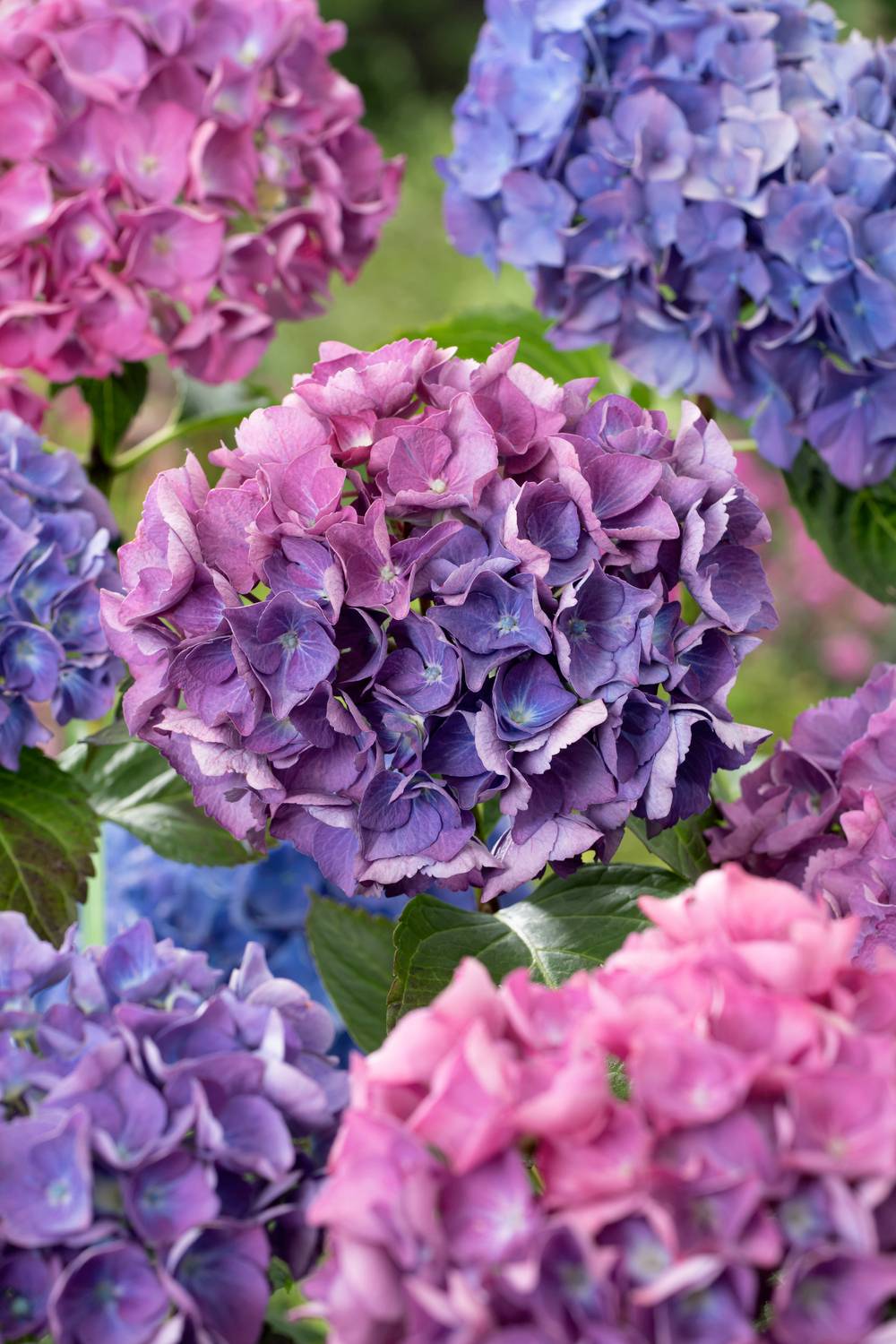 Hydrangea macrophylla 'Renate Steiniger' - Hortensia