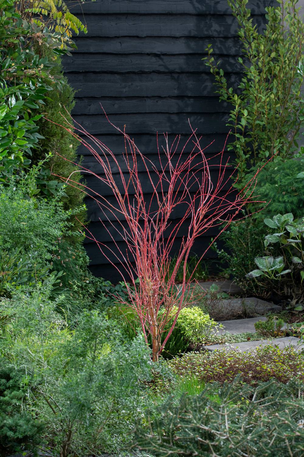 Acer palmatum 'Sango-Kaku' - ECLOZ - Érable du Japon