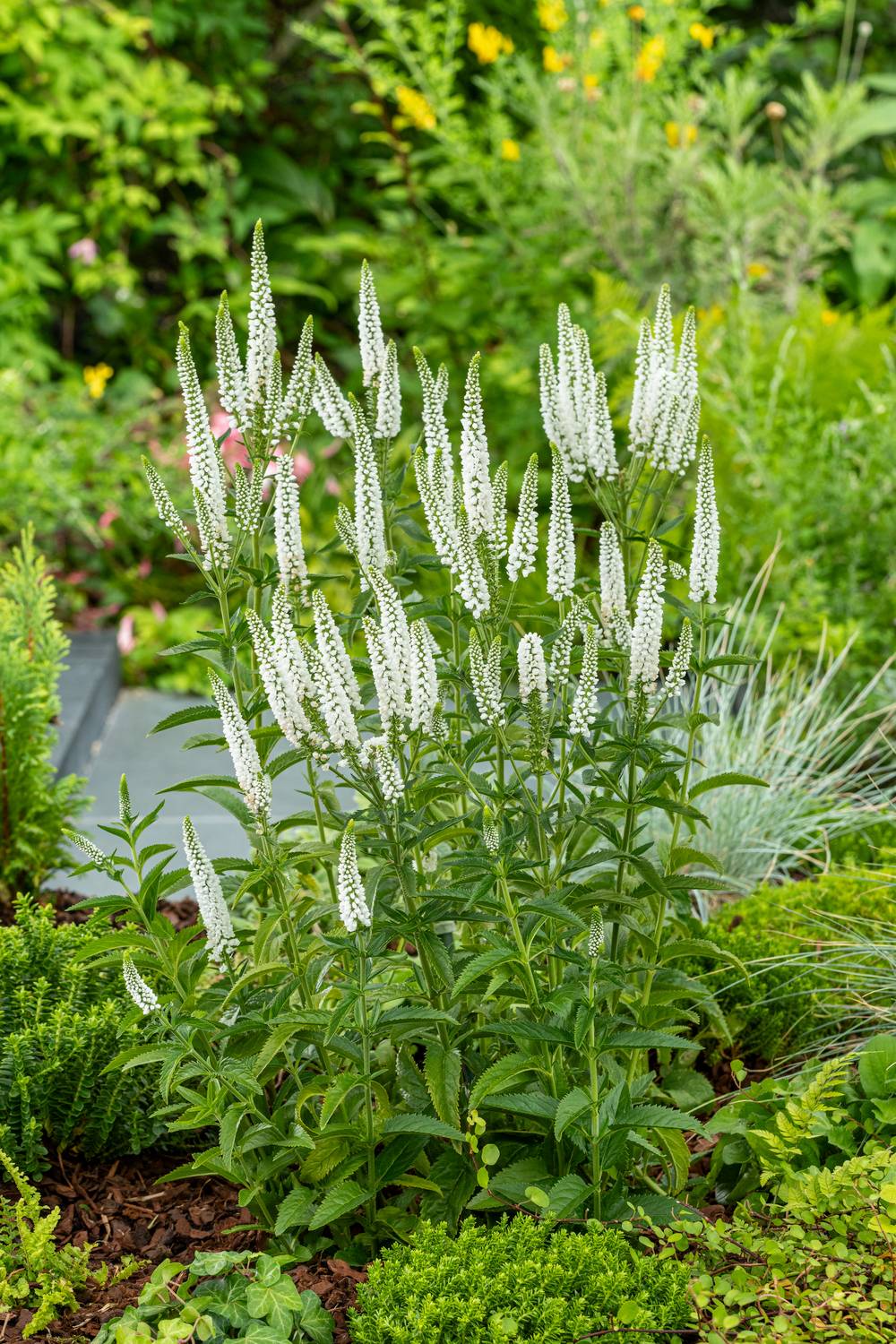 Ecloz - Veronica longifolia' Skyler Blue'Théma: les bouquets - ECLOZ - Véronique
